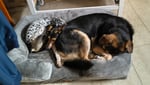 Sehr bequem. Beide Hunde! 