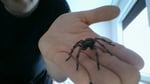 Gemeine Spinne von Papo