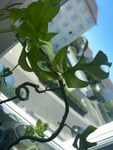 Minimal bis kaum variegata  