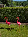 wunderschöne Flamingos 