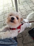 Hundetreppe