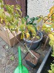 Ein Traum von Baum.