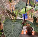 Alocasia Regal Shield