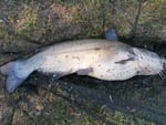 Filo da pesca mikado giallo. 