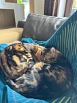 Sicherer Spielspaß mit dem Lasertiger, unsere Bengalen sind begeistert...