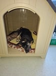 Das Haus ist Wetterfest,steht auf meinem Balkon. Ursprünglich wollte ich das Haus fürden Flomarkt haben ,damit mein Hund trocken bleibt ,wenn es regnet.Aber ich kann es nicht tranzportieren auf meinem Rollator. Es ist zu groß.