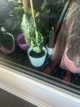 Alocasia 
