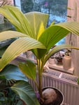 Palma cocos nucifera