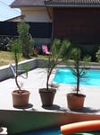 pour futur bonzai et plantation dans jardin