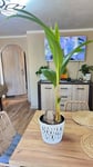Palma cocos nucifera