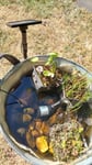 Solarteichpumpe