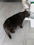 Toller Brunnen, Blitzversand