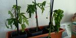 Papaya