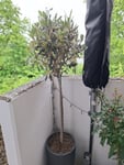 Sehr schöne Olive