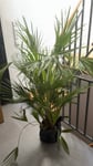 Sehr schöne Palme