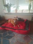 Himmelbett für meine Prinzessin 