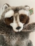 Waschbär
