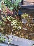 kleinblättriger Wassernabel