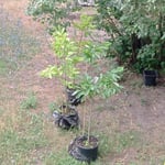 Sehr schöner Baum, toll geschnitten, super Preis.