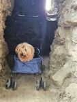 Mein Hund liebt den Buggy