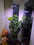Schöne Lampe 