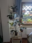 Mobiletto per orchidee 