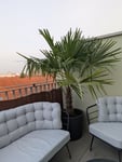 Palme 