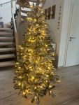 Top Baum für wenig Geld