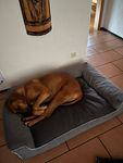 Der richtige Schlafplatz für große Hunde 