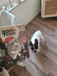 Hunde Adventskalender.