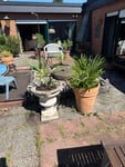  2 er Set winterharte Zwergpalme