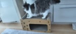 Die Katzen lieben das Kratzbrett 