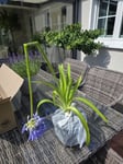 Verpackung schlecht.Blüte abgebrochen. 