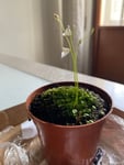 Utricularia livida