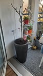 Blumentopf 