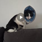 Gekauft und sehr zufriedenHallo! Ich habe für meine Katze einen Schutzkragen gekauft. Der Kragen ist weich und wird mit einer Kordel und einem Klettverschluss befestigt. Er schnürt den Hals des Tieres nicht ein. Für das Tier ist das Tragen in den ersten M