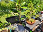 Die Magnolie selbst ist hervorragend von nursery versorgt und verpackt.