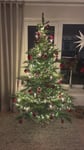 Toller Baum