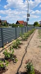 Tolle Pflanze, tolle Qualität 