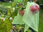 Fruchtbeutel Anwendung