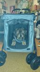 Top für unseren Hund