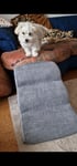 Super Hundetreppe 