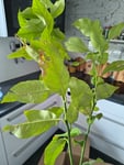 Zerrupft und hochgeschossen