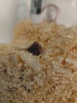 Hamsterkäfig 