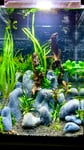 Wie erwartet, ein tolles Nano Aquarium…