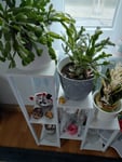 Blumenständer 7 Ebenen für Innen- und Ausenbereich.