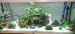 Aquariengrund