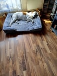 Orthopädisches Hundebett 