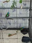 Yaheetech Vogelkäfig mit Ständer, Vogelvoliere mit 3 Holzstangen und 4 Futternäpfen, Wellensittic