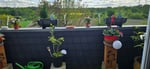 Balkon 